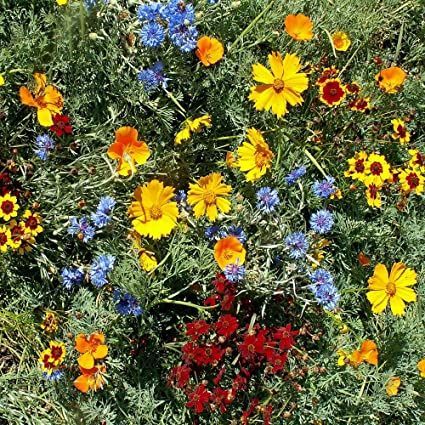 Outsidepride Gulf Coast Wildflower Seed Mix - 1 LB Full Sun Flowers, Southern Florida, Grow Wildflowers, Natural Landscaping, Most Popular Flowers, Gulf Coast Florida, Spring Plants, Pollinator Garden, Flowering Plants