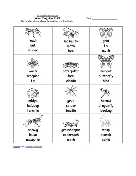 insects worksheets free | Draw and Write 3 Bugs: Printable Worksheet Bugs Worksheet, Insect Worksheet, Esl Kindergarten, Symmetry Activities, 3rd Grade Fractions, Preschool Charts, Plants Worksheets, Ap Environmental Science, Elementary Worksheets