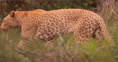 Rare real pink panther 'strawberry leopard' pink with orange spots. Strawberry Leopard, South Africa Animals, African Leopard, Africa Animals, Animal Science, Cool Animals, Unusual Animals, Rare Animals, Animal References