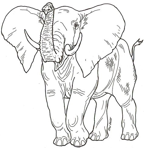 African plants and animals. Printable >3 Elephant Art Drawing, Lion Mural, Simple Elephant Tattoo, Animal Kingdom Colouring Book, Lion Coloring, Elephant Outline, Elephant Coloring, Elephant Sketch, Elephant Clip Art