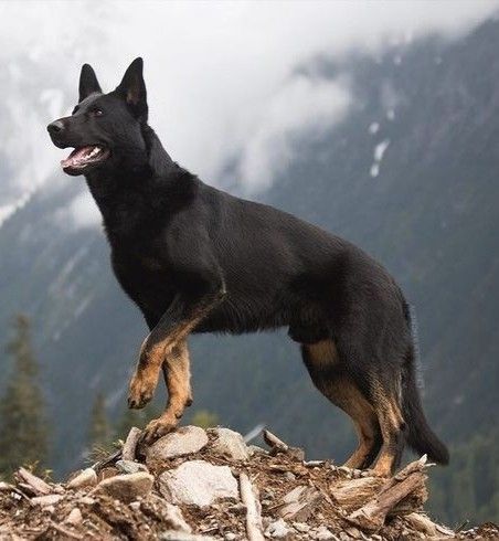 Bicolor German Shepherd, Alabai Dog, German Shepherd Colors, Herding Dogs Breeds, German Shepherd Pictures, Belgian Malinois Dog, Malinois Dog, Huge Dogs