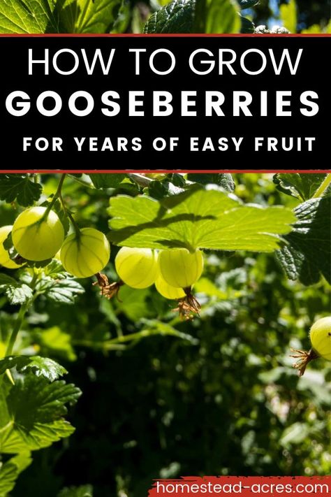 How to grow gooseberries in your garden or in containers to have tons of berries for jams and pies for years to come. This hardy fruit bush is perfect for new gardeners and those that want fruit production without a lot of fuss. Gooseberry bushes also make pretty ornamental shrubs in your garden. Victorian Garden Ideas, Backyard Garden Vegetable, How To Grow Gooseberries, Fruit Farming, Gooseberry Plant, Gooseberry Bush, Ornamental Shrubs, Fruit Bushes, Growing Fruit Trees