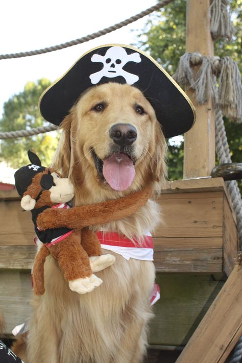 Ahoy . . .es mi cumple. Golden Retriever Dog Costume, Dog Costumes Golden Retriever, Halloween Dog Costume Golden Retriever, Golden Retriever Halloween Costume, Golden Retriever Costume, Dog Superhero Costume, Star Wars Dog Costume, Dog Pirate Costume, Cute Dog Halloween Costumes