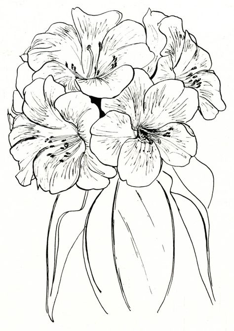 Pacific Rhododendron Rhododendron Tattoo Simple, Rhodedendrum Tattoo, Rhododendron Drawing Simple, Rhododendron Tattoo, Pacific Rhododendron, Rhododendron Drawing, Pacific Rhododendron Tattoo, Rhododendron Illustration, Rhododendron Painting