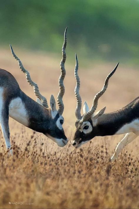 Black Buck of India Blackbuck Antelope, Black Buck, Elephant Shrew, Nice Photography, Deer Species, Animal References, Tasmanian Devil, Beautiful Animals, Wild Animals