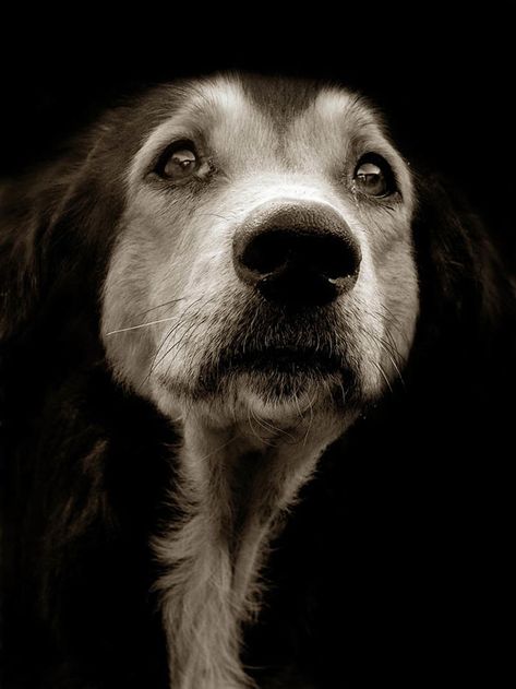 Dog Portrait Photography, Regard Animal, Dog Waiting, Street Dogs, Old Dogs, Senior Dog, Dog Photography, White Photo, Shelter Dogs