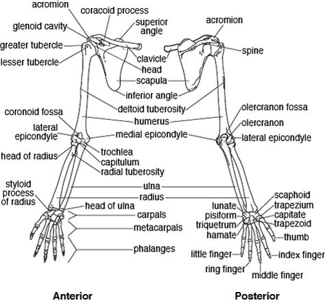 Upper Limb Pectoral Girdle, Anatomy Diagrams, Upper Limb Anatomy, Human Body Vocabulary, Human Skeletal System, Medical Assistant Student, Radiology Student, Anatomy Bones, Physical Therapy Assistant