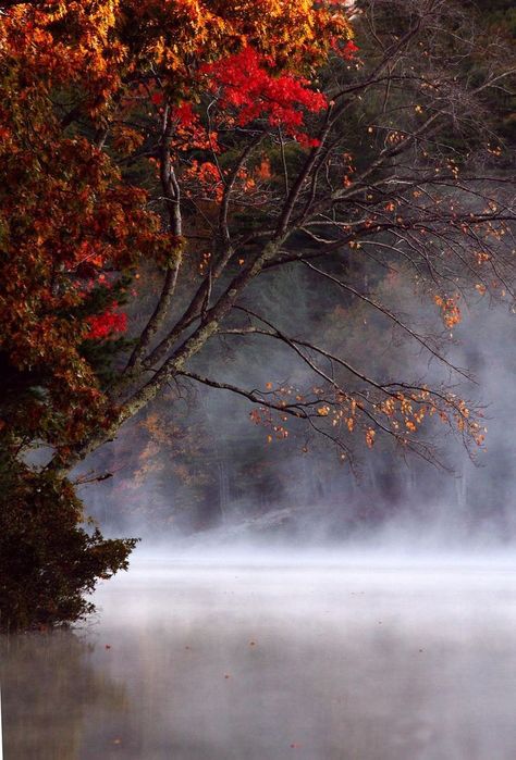 Orange Leaves, Autumn Scenes, Red Leaves, Autumn Scenery, The Fog, Autumn Beauty, Fall Pictures, Autumn Landscape, Nature Photographs