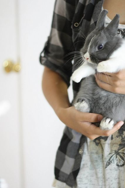 Holding Bunny, Benny And Joon, Somebunny Loves You, Bunny Lady, Some Bunny Loves You, Fluffy Bunny, Icarly, Funny Bunnies, Baby Bunnies