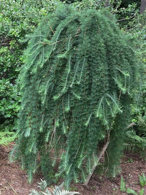 Weeping Larch Tree, Weeping Larch, Seuss Trees, Weeping Evergreen, Evergreen Landscaping, Weeping Trees, Conifers Garden, Larch Tree, Front Flower Beds