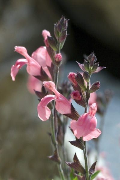 Autumn Sage Plants, Sage Flowers, Autumn Sage, Flower Borders, Sage Plant, Prairie Garden, Perennial Flowers, Flower Border, Yellow Leaves