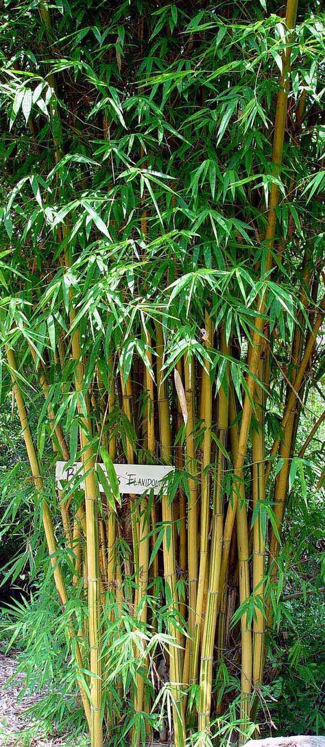 Landscape & Privacy Bamboo – Bamboo Plants Online Bamboo Screening Plants, Privacy Bamboo, Non Invasive Bamboo, Landscape Privacy, Clumping Bamboo, Arizona Backyard, Bamboo Diy, Bamboo In Pots, Bamboo Screening