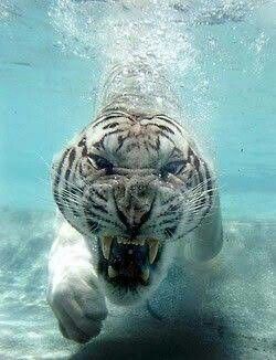 Tiger Spirit Animal, Tiger Photo, Motivation Pictures, Shark Drawing, Tiger Wallpaper, Tiger Shark, Bad Cats, Under Water, White Tiger