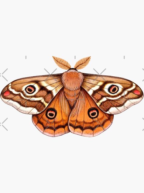 "Emperor Moth Drawing" Sticker by Veymoth | Redbubble Moth Illustration Simple, Moth Reference Photo, Moth Art Illustration, Moth Drawing Tattoo, Elephant Moth, Fluffy Moths, Moth Tattoo Meaning, Tattoo Papillon, Brown Moth