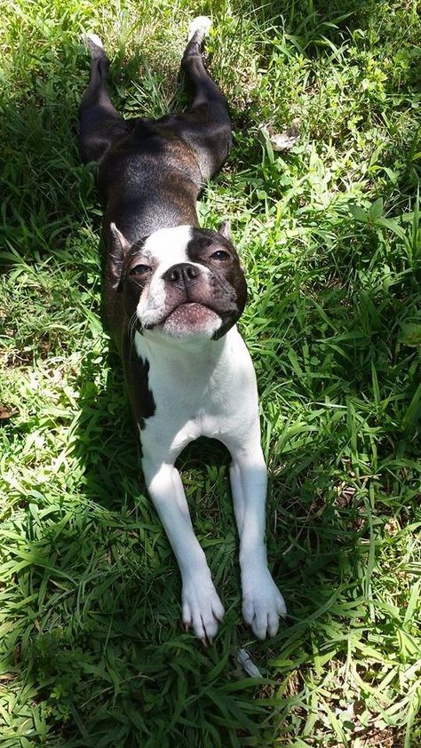 Boston Terrier Funny, Boston Terrier Lover, Bulldog Francese, Boston Terrier Love, Terrier Breeds, Boston Terrier Puppy, Boston Terrier Dog, Terrier Puppies, Terrier Puppy