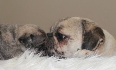 Our New Fur-Babies Available White Pug, Facebook Youtube, Puppy Care, 4 Months, New Puppy, Fur Babies, A R, Puppies, Dogs