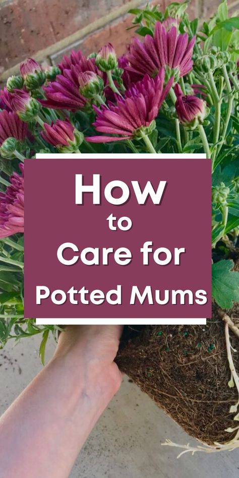 Learn how to care for your potted mums with this easy guide for beginners! Potted mums are a staple in fall decor and fall porch displays, so get the tips you need to keep your potted chrysanthemums thriving and blooming all season long! How To Keep Potted Mums Over Winter, Mum Pot Ideas, How To Care For Mums In Pots, How To Care For Mums, Planting Mums In Ground In Fall, Potted Chrysanthemums, Mums Porch, Chrysanthemum Care, Propogating Plants