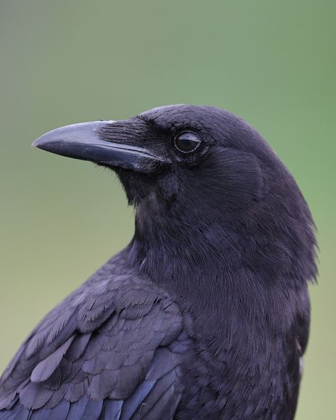 American Crow by Roger Hickey. Found using 'Gallery for Flickr' on iPad. https://apps.apple.com/in/app/galleryr-pro-for-flickr/id525519823 Crow Side Profile, Crow Eye, Crow Head, Crows Artwork, Rabe Tattoo, American Crow, Face Profile, Animal Anatomy, Jackdaw