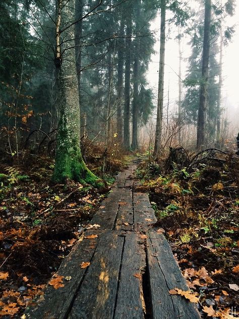 . Wet Forest, Love By The Moon, Hot Cider, Living Room Color Schemes, Autumn Colors, True Beauty, Some People, Railroad Tracks, The Rain