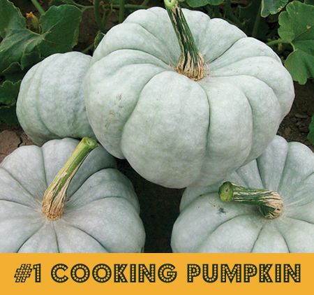 blue pumpkin - cook with this pumpkin rather than the orange ones Jarrahdale Pumpkin, Pumpkin Varieties, Planting Pumpkins, Cooking Pumpkin, Pumpkin Pictures, Blue Pumpkin, Growing Pumpkins, Powdery Mildew, Blue Pumpkins