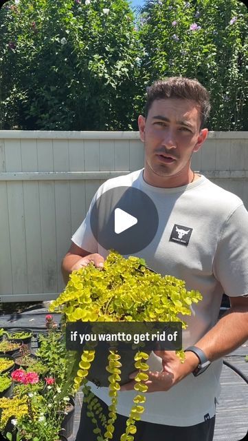 Landscapers University on Instagram: "Professor Logan from Landscapers University shared how this plant will both provide beautiful ground coverage and kill the weeds in your garden!  #landscaping #garden #gardening #gardentips #flowers #flower #gardenhacks #viral #viralvideos #plants" Landscaping Around House, Landscaping Garden, Wildflower Garden, Garden Pictures, Ground Cover, Cool Plants, Landscaping Ideas, Gardening Tips, Garden Landscaping