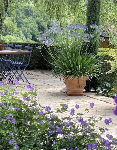 Agapanthus In Pots, Balcony Plants, Flower Pots Outdoor, English Cottage Garden, Flower Landscape, Shade Trees, White Gardens, Container Flowers, Garden Lovers