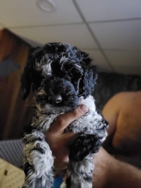 Black And White Doodle Dog, Gray Labradoodle, Goldendoodle Black And White, Black And White Goldendoodle, Merle Goldendoodle, Goldendoodle Black, Labradoodle Puppies, Doodle Puppy, Labradoodle Puppy