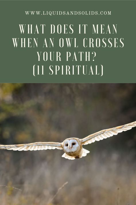 Owl Spirit Animal Meaning, Bird Meaning, Owl Tattoo Meaning, Owl Symbolism, Spirit Animal Meaning, Night Meaning, Animal Meanings, Nocturnal Birds, Spiritual Animal