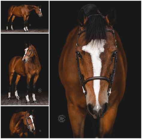 Horse Sale Photos, Horse Photography Ideas, Horse Studio Photography, Equestrian Photography Ideas, Pony Photoshoot, Horse And Rider Photography, Horse Portrait Photography, Horse Show Photography, Equine Portrait Photography