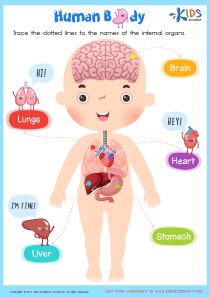 Human Body Worksheet Internal Body Parts For Kids, Internal Organs For Kids, Body Systems For Kids, Human Body Internal Organs, Body Internal Organs, Body Worksheet, Classifying Animals, Animals Worksheet, Body Parts For Kids