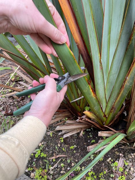 From garden to basket: using New Zealand Flax for weaving New Zealand Flax Weaving, Weaving With Grasses, Flax Weaving Tutorials, Diy Basket Weaving, Wild Crafting, Grass Weaving, Weaving Patterns Loom, New Zealand Flax, Flax Weaving