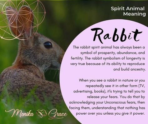 Rabbit Spiritual Meaning, Rabbit Symbolism, Rabbit Totem, Thinking Mind, Spirit Animal Meaning, Animal Meanings, Angel Spirit, Spirit Animal Totem, Animal Spirit Guide