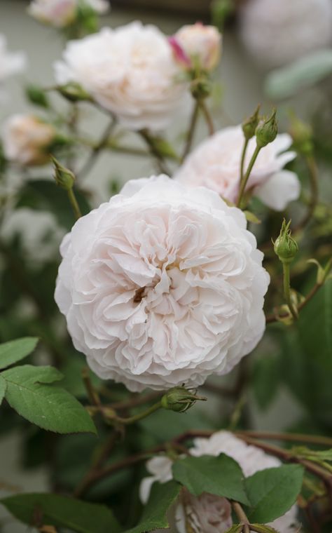 The Albrighton Rambler Rose, Scent Garden, Rambling Rose, Rare Roses, Bed Of Roses, Heirloom Roses, Rose Varieties, David Austin Roses, Beautiful Flowers Garden