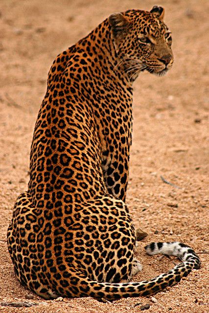 Cheetahs, Large Cats, African Animals, Leopards, Beautiful Cat, Animal Planet, Exotic Pets, Beautiful Cats, 귀여운 동물