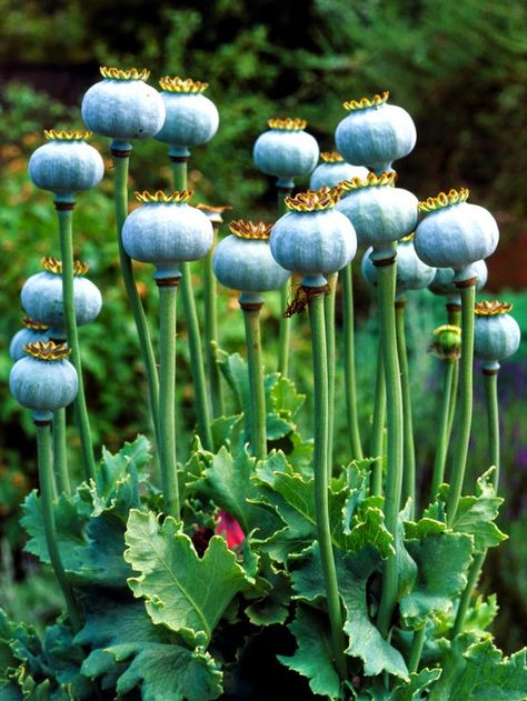 Poppy Seeds - How To Grow Poppies From Seed | Read more:   http://whatwomenloves.blogspot.com/2015/04/poppy-seeds-how-to-grow-poppies-from.html Poppy Seed Pods, Growing Poppies, Poppy Tattoo, Poppy Pods, Sensory Garden, Poppy Seeds, Poppy Seed, Seed Pods, Garden Cottage