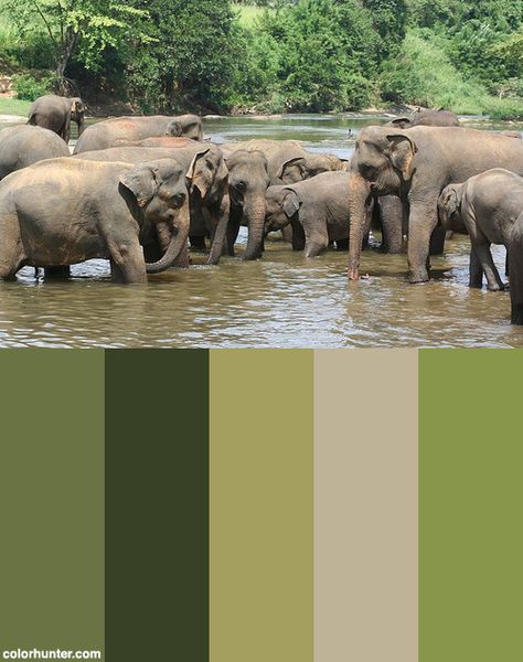 Happy+Family+Of+Elephants+In+Sri+Lanka+Color+Scheme Happy Family, Color Scheme, Sri Lanka, Color Schemes, Color Palette, Elephant, Animals, Color, Colour Schemes