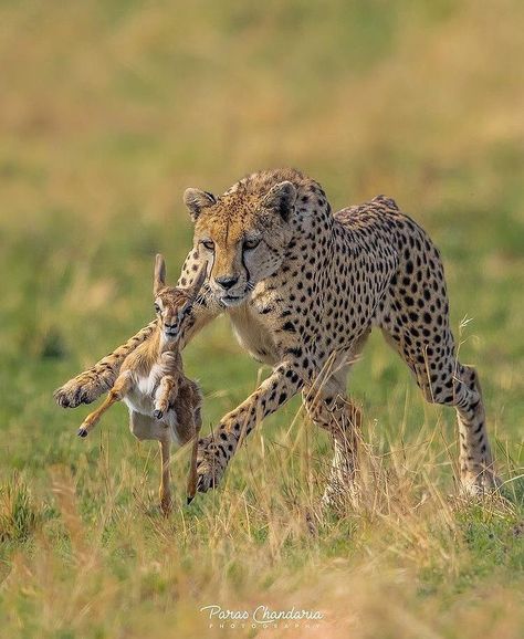 Cheetah Hunting, Cheetah Pictures, Cheetah Photos, Cheetah Drawing, Animal Hunting, Cheetah Cubs, Wild Animals Photos, Africa Animals, The Cheetah