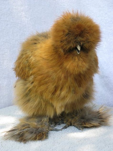 silkie chick aka. tiny sasquatch  My favorite breed of chicken-SOme people keep them as house pets as they would a parrot-very loving birds! Bantam Chicken, Fluffy Chicken, Bantam Chickens, Fancy Chickens, Silkie Chickens, Beautiful Chickens, Chickens And Roosters, Chicken Breeds, Raising Chickens