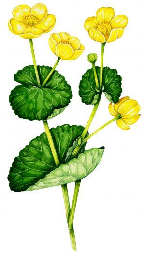 Marsh marigold Caltha palustris - Lizzie Harper Marigold Tattoo, Painting Plants, Marsh Marigold, Illustration Bird, Illustration Flower, Invasive Plants, Flower Paintings, Botanical Illustrations, Scientific Illustration