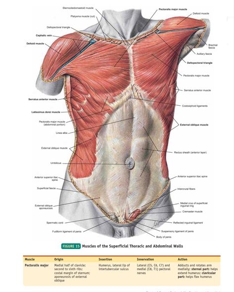 Pose Reference Anatomy, Human Anatomy Book, Abdominal Anatomy, Animation Anatomy, Atlas Anatomy, Character Design Anatomy, Sketch Anatomy, Draw Anatomy, Study Anatomy