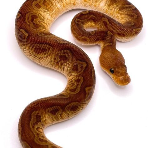 Ball Python Face, Rare Ball Python Morphs, Ball Pythons Morphs, Snake Morphs, Clown Ball Python, Reptile Expo, Rosy Boa, Python Regius, Always Evolving