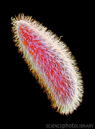 Paramecium, SEM Micro Biology, Microscopic Art, Scanning Electron Microscope, Micro Organisms, Microscopic Organisms, Scanning Electron Micrograph, Microscopic Photography, Micro Photography, Microscopic Images