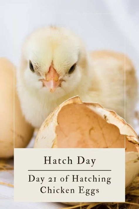 Chicken Eggs Hatching, Hatching Chicken Eggs, Incubating Chicken Eggs, Chicken Egg Colors, Egg Facts, Homestead Animals, Hatching Chickens, Raising Ducks, Raising Chicks