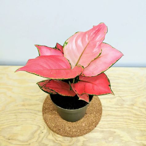 Aglaonema Pink Star, Aglaonema Pink, Star Plant, Plant Wishlist, Beautiful Flowers Photos, Pink Star, Miniature Houses, Pink Stars, Plant Lady