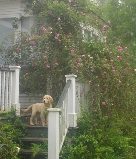 . Climbing Rose, Afternoon Sun, Climbing Roses, Rose Cottage, Antique Roses, English Cottage, The Soil, Cozy Cottage, Cottage Homes