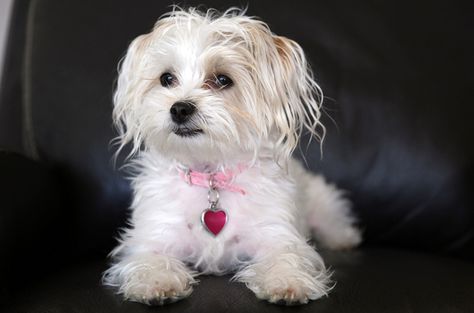 Yorkie Bichon Morkie Haircuts, Designer Dogs Breeds, Dogs Ears Infection, Bichon Dog, Yorkie Mix, Toy Dog Breeds, Super Cute Dogs, Puppy Cut, Designer Dogs