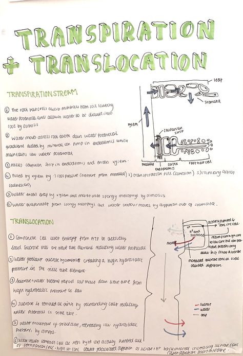 A level biology transpiration and translocation revision- planet transport systems #school #alevels #biology #study A Level Biology Photosynthesis, Translocation In Plants, Gcse Aqa Biology Revision Notes, A Level Biology Notes Aqa, Aqa A Level Biology, Transport In Plants Biology Notes, Biology Paper 1 Revision, Biology Revision Gcse, A Level Biology Notes