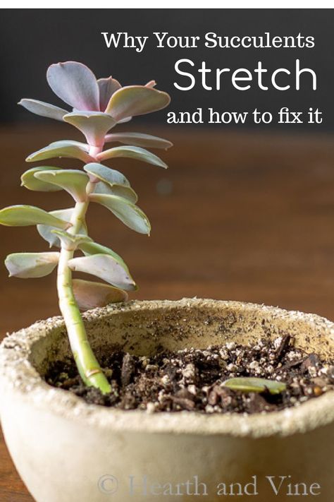 Learn what you can do to fix a stretched succulent plant and how to prevent it in the future. Replanting Succulents, Tall Succulents, Succulent Garden Indoor, Succulent Garden Design, Household Plants, Succulent Garden Diy, Propagating Succulents, Growing Plants Indoors, Growing Succulents