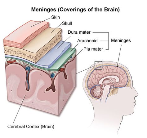 Nervous System Anatomy, Human Body Science, Medical Drawings, Physical Therapy Assistant, Basic Anatomy And Physiology, Medical Wallpaper, Brain Anatomy, Mental Health Facts, Biology Teacher