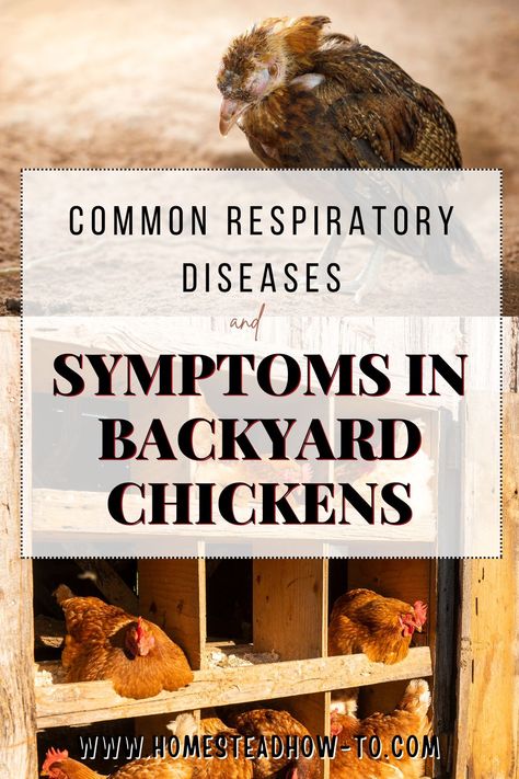 Learn how to spot respiratory diseases in your backyard chickens. This guide covers symptoms and treatments for common chicken respiratory diseases. #chickenrespiratorydisease #backyardchickens #respiratorydiseaseinchickens #chickenhealth Herbs For Chickens, Parasitic Worms, Chicken Images, Types Of Chickens, Chicken Health, Backyard Flocks, Health Challenges, Respiratory Illness, Respiratory Diseases